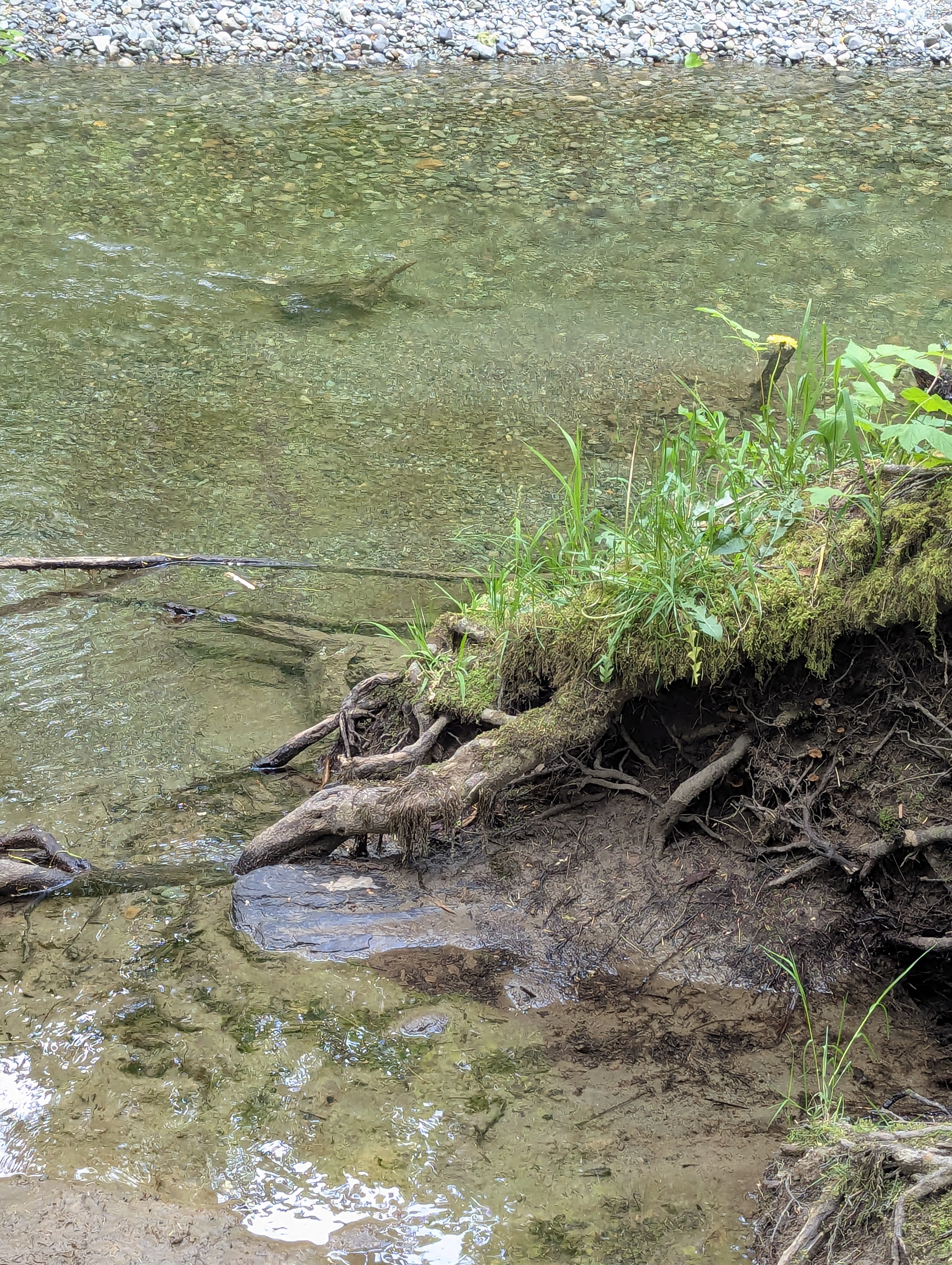 Birthday Trip to Canada, Cathedral Grove, Vancouver Island